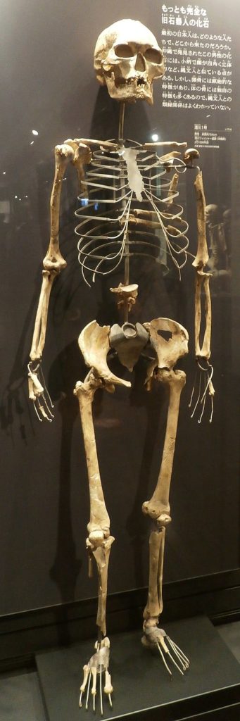 The Japanese Paleolithic – Heritage of Japan